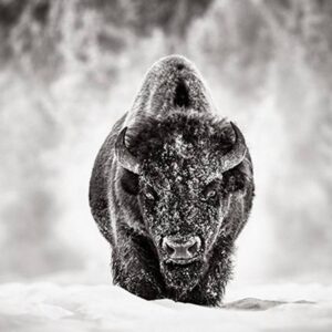 Gatekeeper - Limited Edition of 15 Photograph